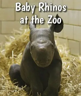 Baby Rhinos at the Zoo Buy Direct