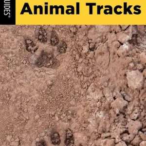 Basic Illustrated Animal Tracks Discount